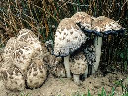 Attēlu rezultāti vaicājumam “Coprinus comatus”