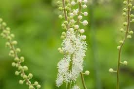 Image result for Silberkerze