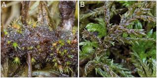 Attēlu rezultāti vaicājumam “Neckera complanata sporophyte”