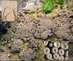 Attēlu rezultāti vaicājumam “Merismodes anomala”