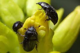 Attēlu rezultāti vaicājumam “Meligethes sp.”