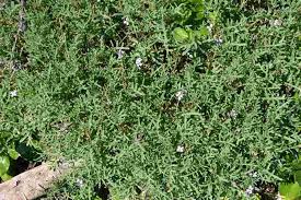 Attēlu rezultāti vaicājumam “Cakile maritima subsp. baltica flower”