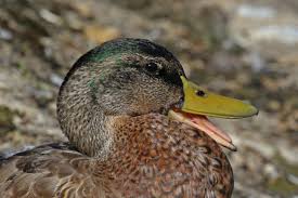 Attēlu rezultāti vaicājumam “Anas platyrhynchos male”