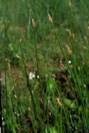 Attēlu rezultāti vaicājumam “Eleocharis palustris flower”