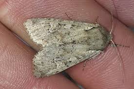 Attēlu rezultāti vaicājumam “Apamea sordens”