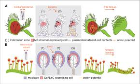 Attēlu rezultāti vaicājumam “Droseraceae”