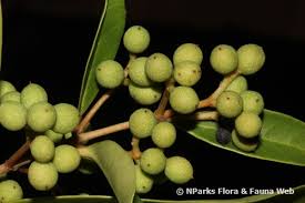 Attēlu rezultāti vaicājumam “Euphorbia palustris fruit”