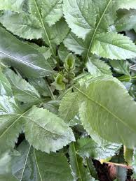 Attēlu rezultāti vaicājumam “Telekia speciosa leaf”