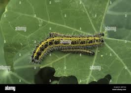 Attēlu rezultāti vaicājumam “Pieris brassicae larva”