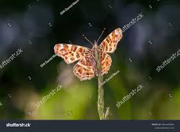 Attēlu rezultāti vaicājumam “Araschnia levana underside”