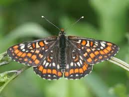 Attēlu rezultāti vaicājumam “Euphydryas maturna”