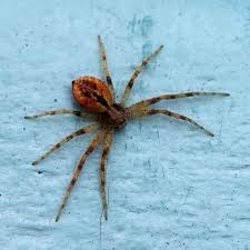 Attēlu rezultāti vaicājumam “Philodromus sp.”