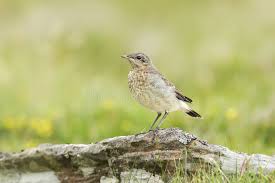 Attēlu rezultāti vaicājumam “Oenanthe oenanthe juvenile”