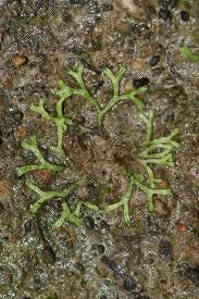 Attēlu rezultāti vaicājumam “Metzgeria furcata”