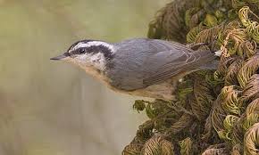 Image result for Sitta canadensis