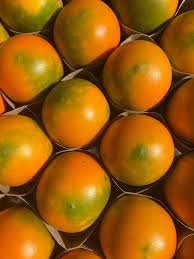 Attēlu rezultāti vaicājumam “Luzula luzuloides fruit”