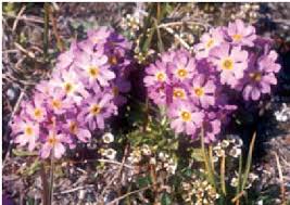 Attēlu rezultāti vaicājumam “Primulaceae”