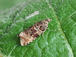 Attēlu rezultāti vaicājumam “Orthotaenia undulana”