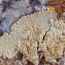 Attēlu rezultāti vaicājumam “Lecanora carpinea”