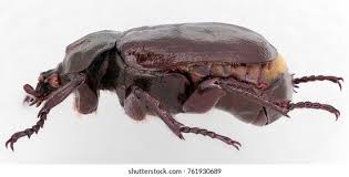 Attēlu rezultāti vaicājumam “Osmoderma barnabita imago”