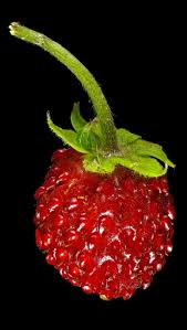 Attēlu rezultāti vaicājumam “Fragaria vesca fruit”