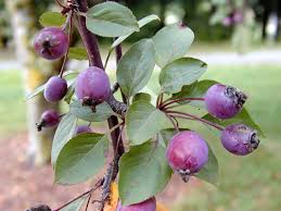 Attēlu rezultāti vaicājumam “Malus”