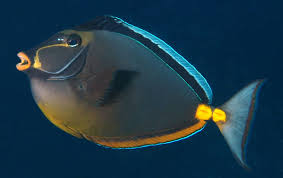 Image result for Naso lituratus