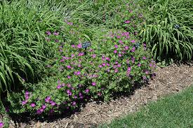 Attēlu rezultāti vaicājumam “Geranium sanguineum”