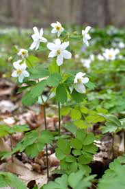 Attēlu rezultāti vaicājumam “Isopyrum thalictroides”
