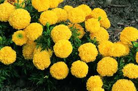 Attēlu rezultāti vaicājumam “Tagetes”