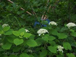 Attēlu rezultāti vaicājumam “Hydrangea arborescens subsp. discolor flower”