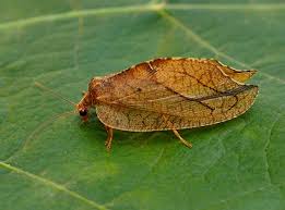 Attēlu rezultāti vaicājumam “Drepanepteryx phalaenoides”