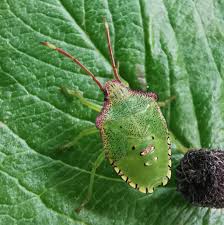 Attēlu rezultāti vaicājumam “Acanthosoma haemorrhoidale imago”