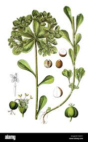 Attēlu rezultāti vaicājumam “Euphorbia helioscopia”