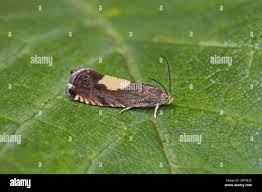 Attēlu rezultāti vaicājumam “Pammene rhediella”