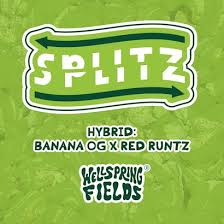 Image result for Splitz Gc