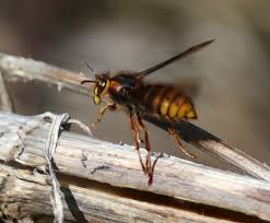 Attēlu rezultāti vaicājumam “Dolichovespula media”