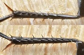 Attēlu rezultāti vaicājumam “Poecilus versicolor”