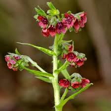 Attēlu rezultāti vaicājumam “Cynoglossum officinale flower”
