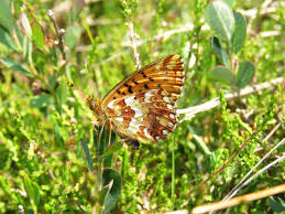 Attēlu rezultāti vaicājumam “Boloria aquilonaris”
