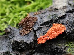 Attēlu rezultāti vaicājumam “Hemitrichia karstenii”