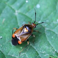 Attēlu rezultāti vaicājumam “Deraeocoris ruber imago”