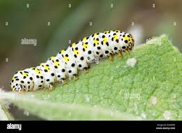 Attēlu rezultāti vaicājumam “Cucullia verbasci”