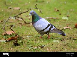 Attēlu rezultāti vaicājumam “Columba livia f. domestica”