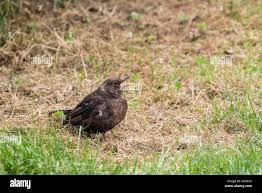 Attēlu rezultāti vaicājumam “Turdus merula juvenile”