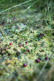 Attēlu rezultāti vaicājumam “Oxycoccus palustris”