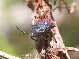 Attēlu rezultāti vaicājumam “Zicrona caerulea nymph”
