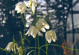 Attēlu rezultāti vaicājumam “Meleagris”