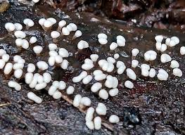 Attēlu rezultāti vaicājumam “Reticularia sp.”