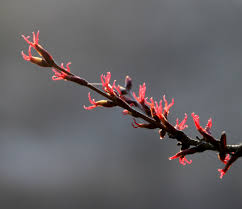 Attēlu rezultāti vaicājumam “Cercidiphyllum japonicum flower”